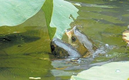 溶解氧含量對(duì)水生物的影響